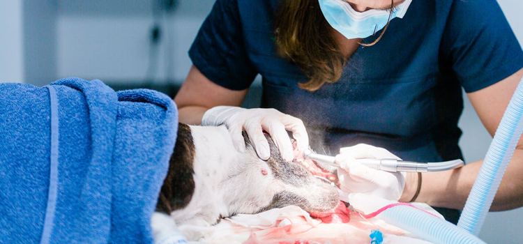 Lewisville animal hospital veterinary operation