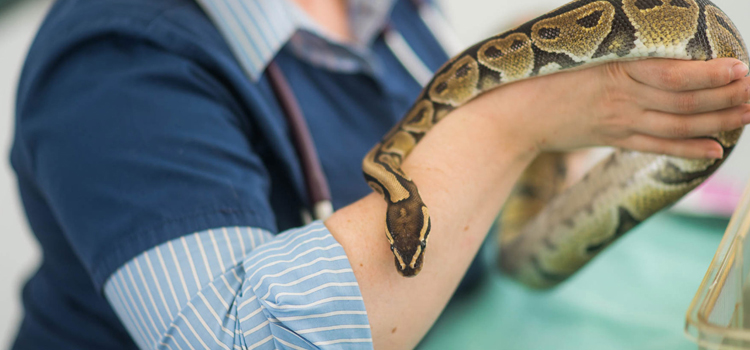 practiced vet care for reptiles in Hitchcock