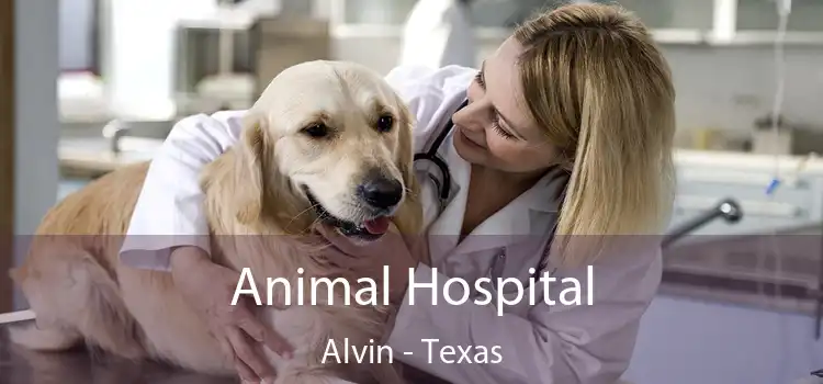 Animal Hospital Alvin - Texas