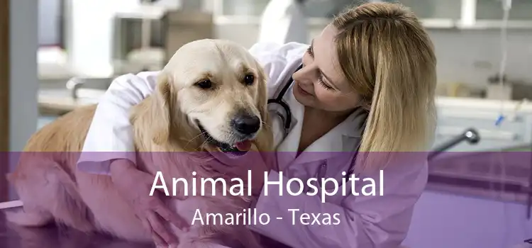 Animal Hospital Amarillo - Texas