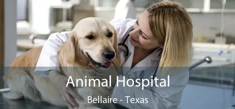 Animal Hospital Bellaire - Texas