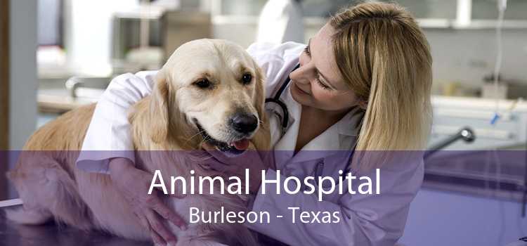 Animal Hospital Burleson - Texas