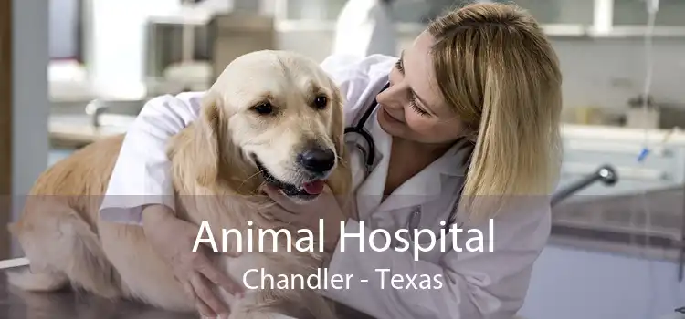 Animal Hospital Chandler - Texas