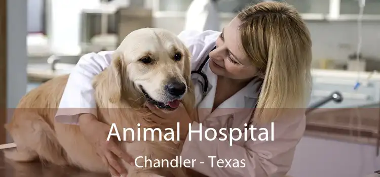 Animal Hospital Chandler - Texas