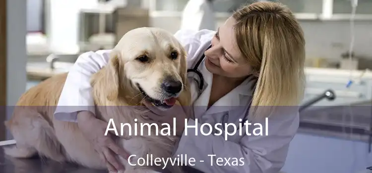 Animal Hospital Colleyville - Texas