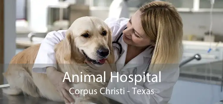 Animal Hospital Corpus Christi - Texas