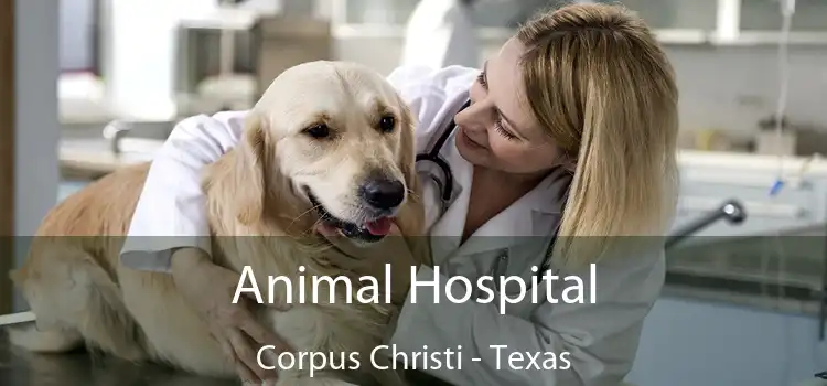 Animal Hospital Corpus Christi - Texas