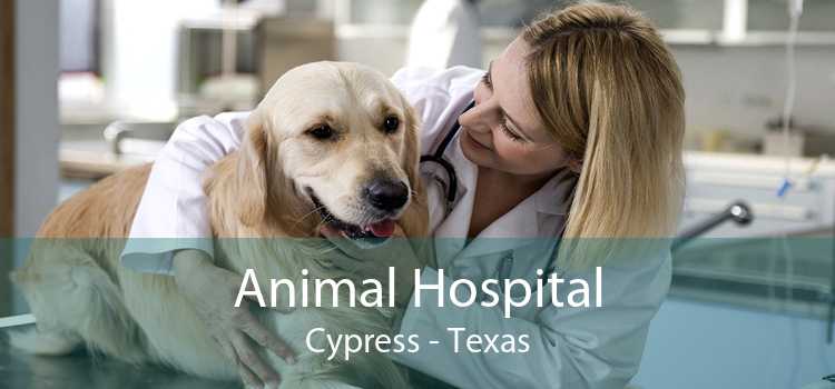 Animal Hospital Cypress - Texas