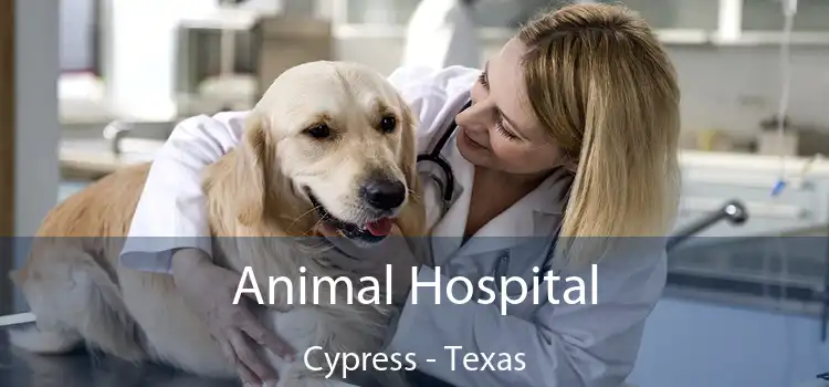 Animal Hospital Cypress - Texas