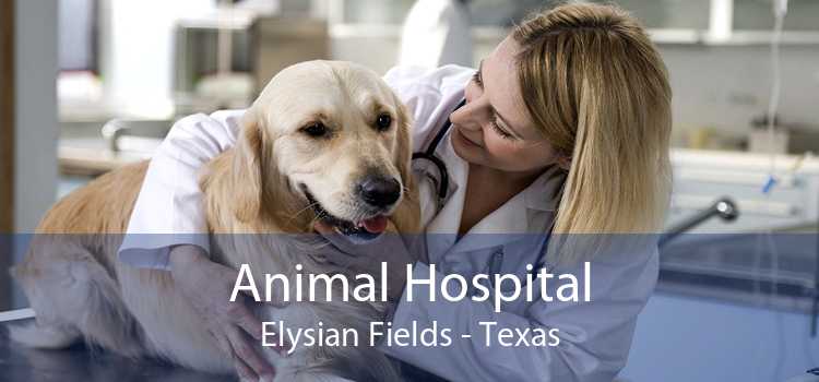 Animal Hospital Elysian Fields - Texas