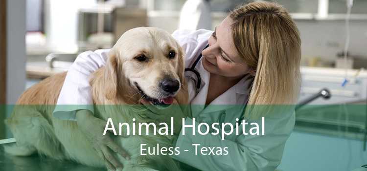 Animal Hospital Euless - Texas
