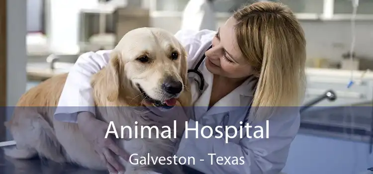 Animal Hospital Galveston - Texas