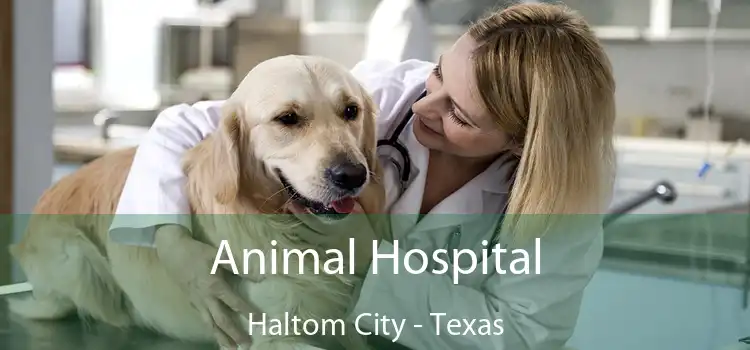 Animal Hospital Haltom City - Texas