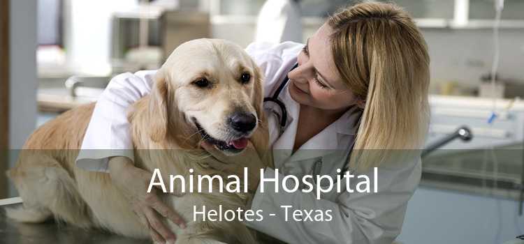 Animal Hospital Helotes - Texas