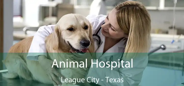 Animal Hospital League City - Texas