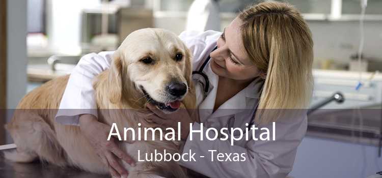 Animal Hospital Lubbock - Texas