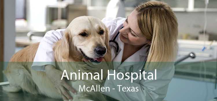 Animal Hospital McAllen - Texas
