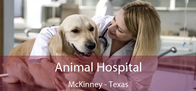 Animal Hospital McKinney - Texas