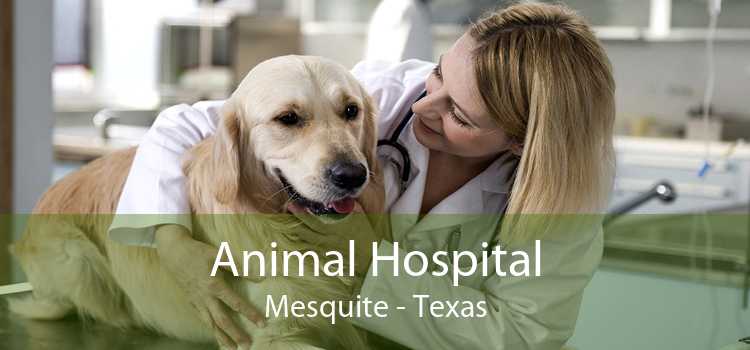 Animal Hospital Mesquite - Texas