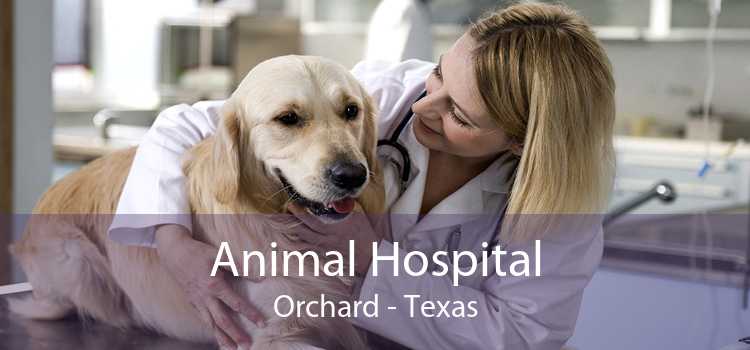 Animal Hospital Orchard - Texas