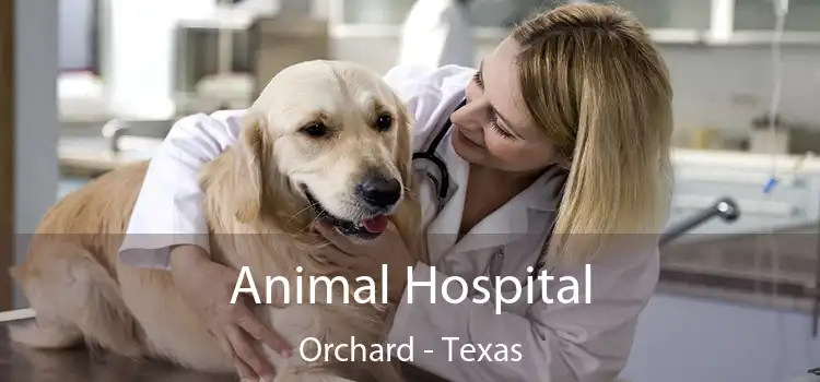 Animal Hospital Orchard - Texas