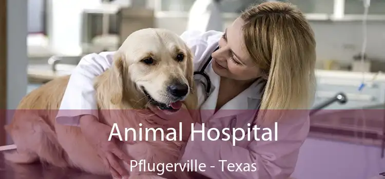 Animal Hospital Pflugerville - Texas