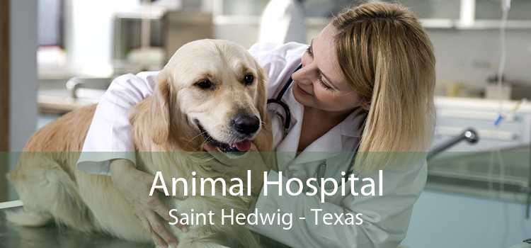 Animal Hospital Saint Hedwig - Texas