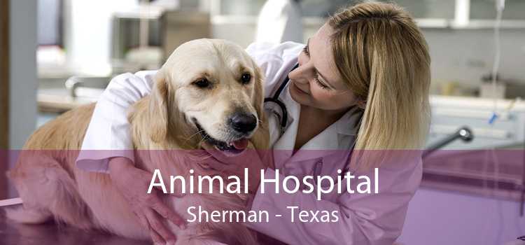 Animal Hospital Sherman - Texas