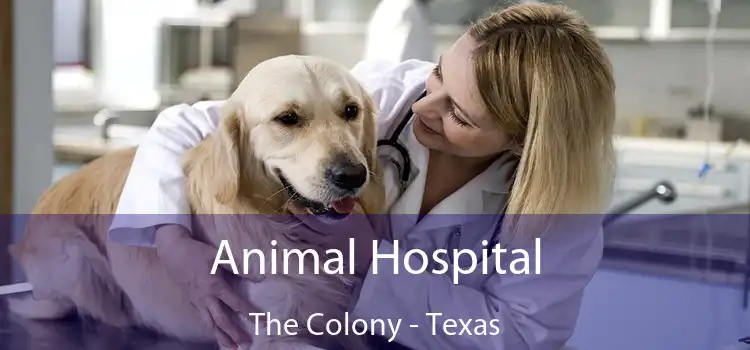 Animal Hospital The Colony - Texas