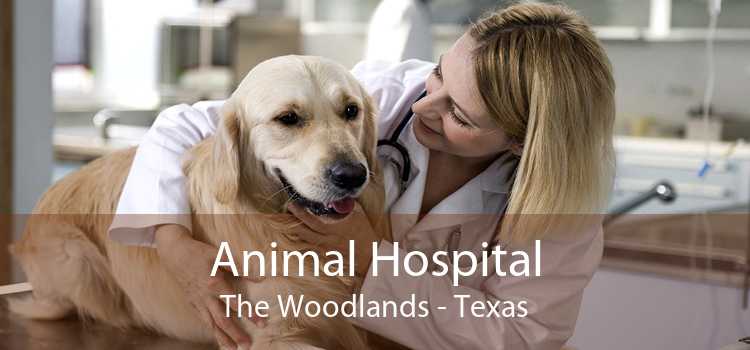 Animal Hospital The Woodlands - Texas