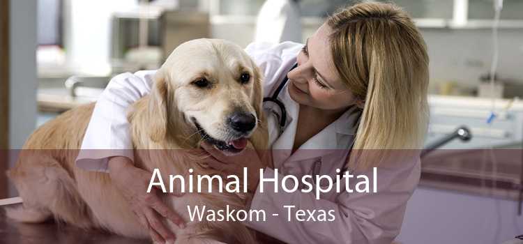 Animal Hospital Waskom - Texas
