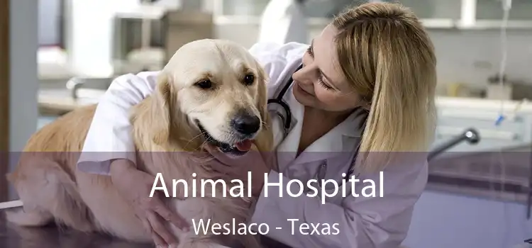 Animal Hospital Weslaco - Texas