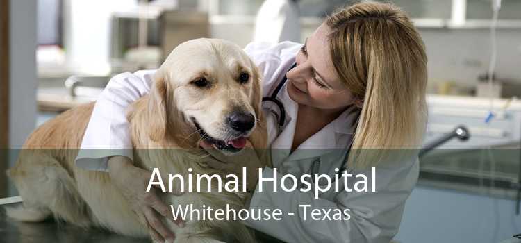 Animal Hospital Whitehouse - Texas