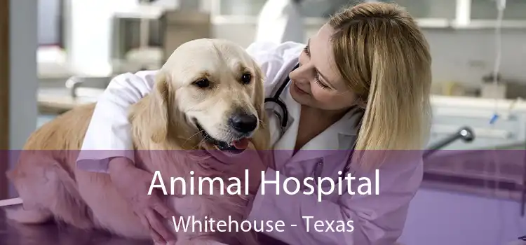 Animal Hospital Whitehouse - Texas