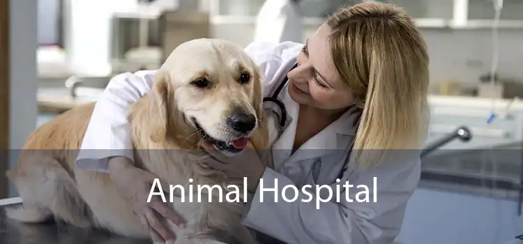 Animal Hospital 