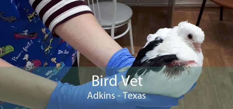 Bird Vet Adkins - Texas