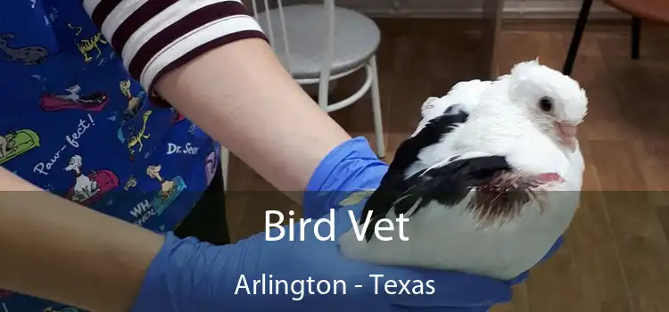 Bird Vet Arlington - Texas