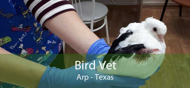Bird Vet Arp - Texas