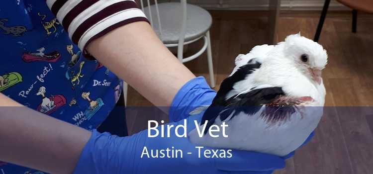 Bird Vet Austin - Texas