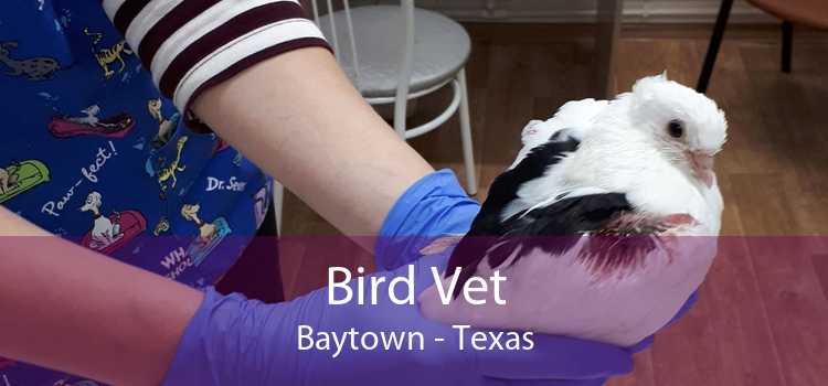 Bird Vet Baytown - Texas