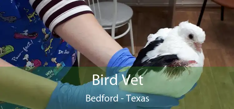 Bird Vet Bedford - Texas