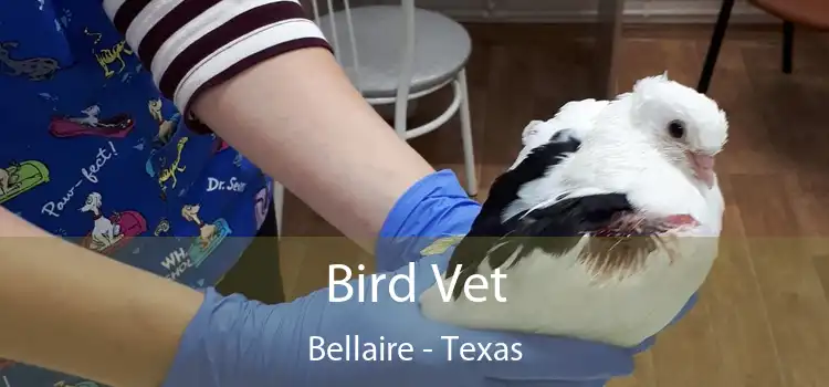 Bird Vet Bellaire - Texas