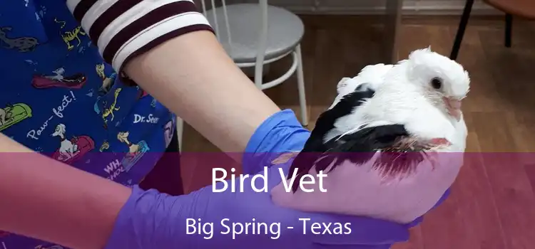 Bird Vet Big Spring - Texas