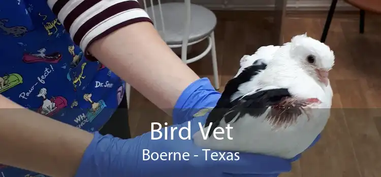 Bird Vet Boerne - Texas