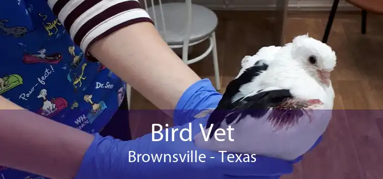 Bird Vet Brownsville - Texas