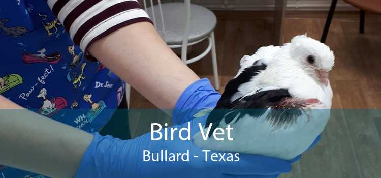 Bird Vet Bullard - Texas