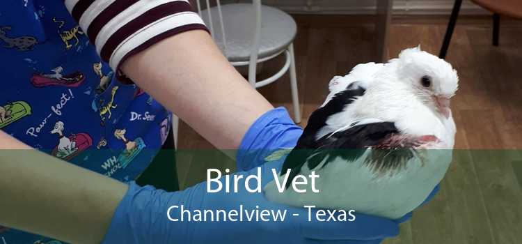 Bird Vet Channelview - Texas