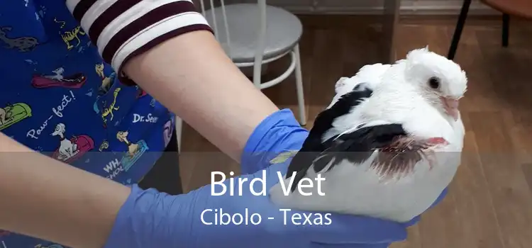 Bird Vet Cibolo - Texas