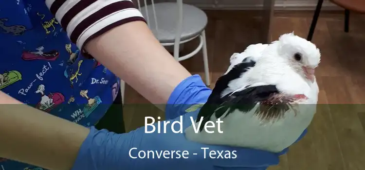 Bird Vet Converse - Texas