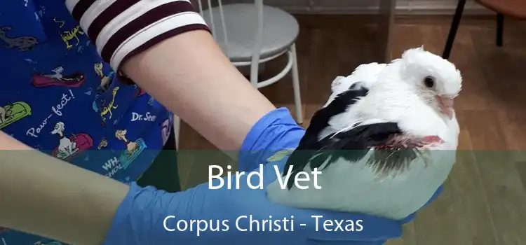 Bird Vet Corpus Christi - Texas